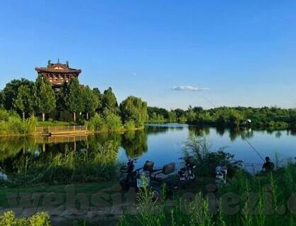 大象视频下载入口-探索大象视频下载的便捷途径
